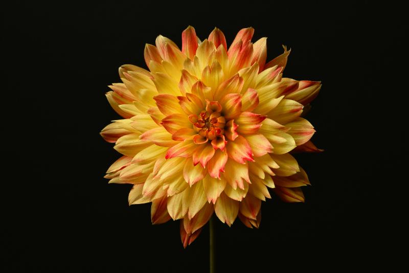 Java IO 知识体系