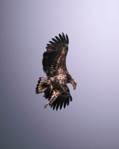 详解 Java 中的双端队列