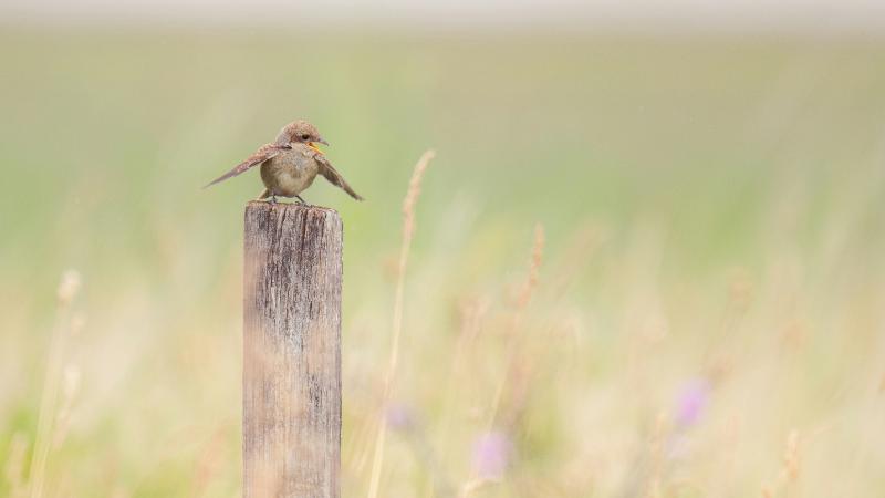 Java数组相关知识
